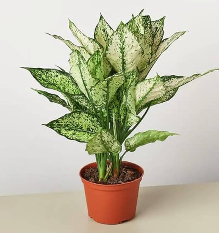 Chinese Evergreen